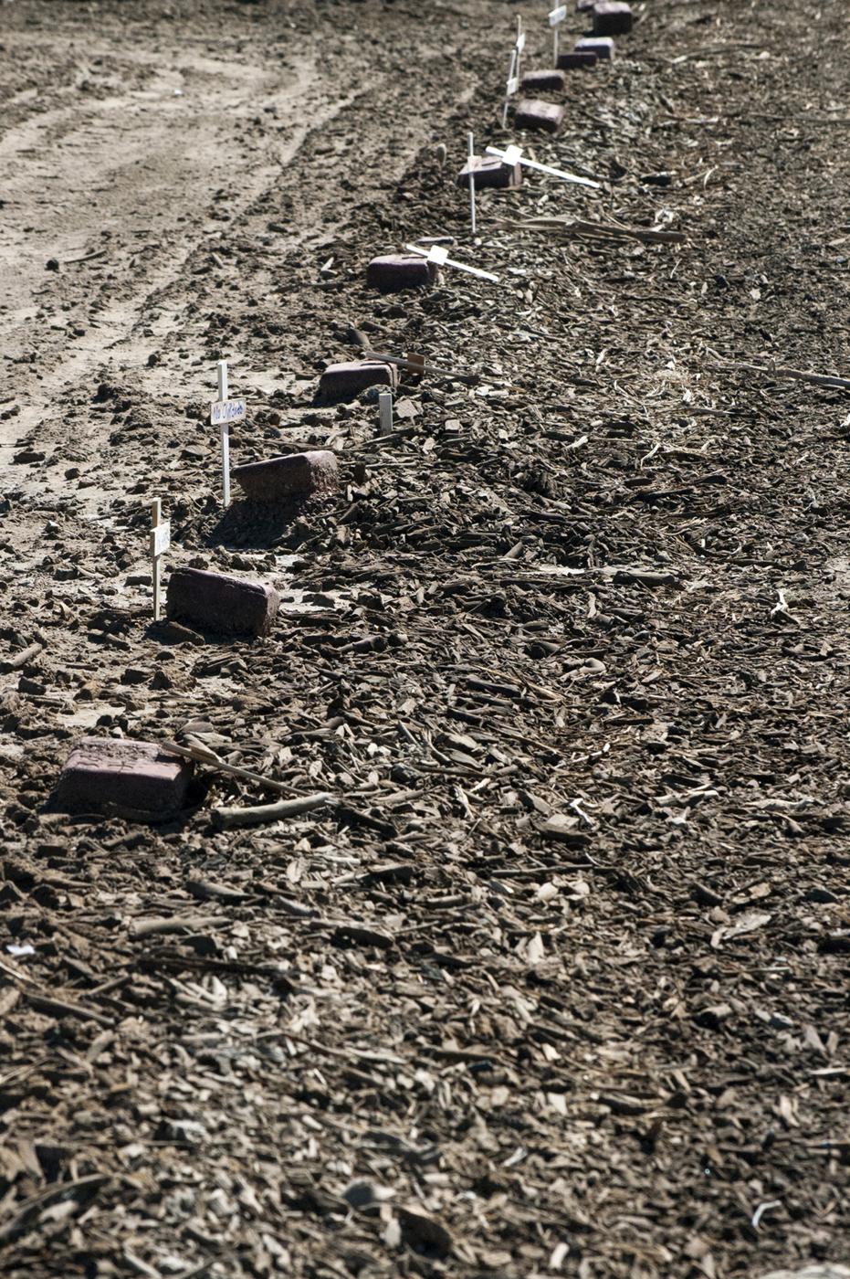 Line Up Of Grave Markers at the Migrant Cemetary Plot | Buy this image