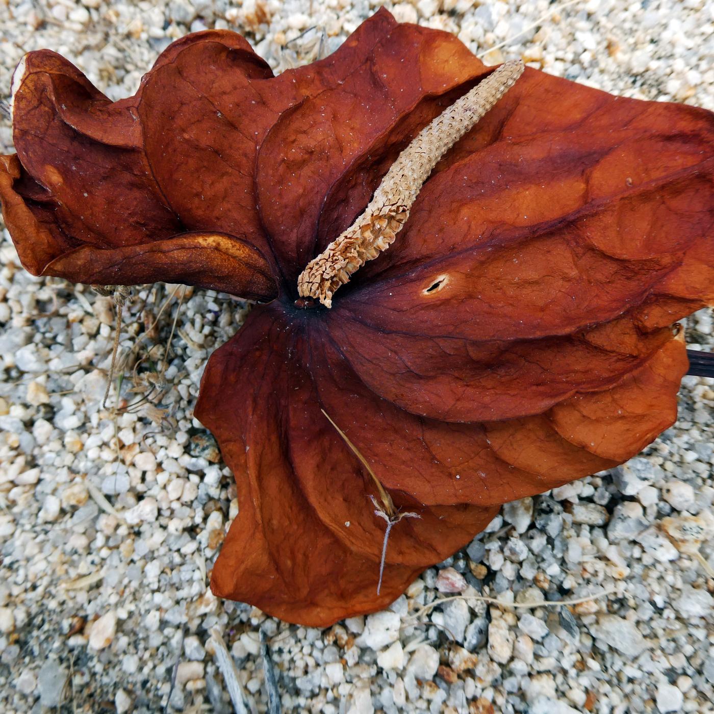 Autumn Leaf | Buy this image