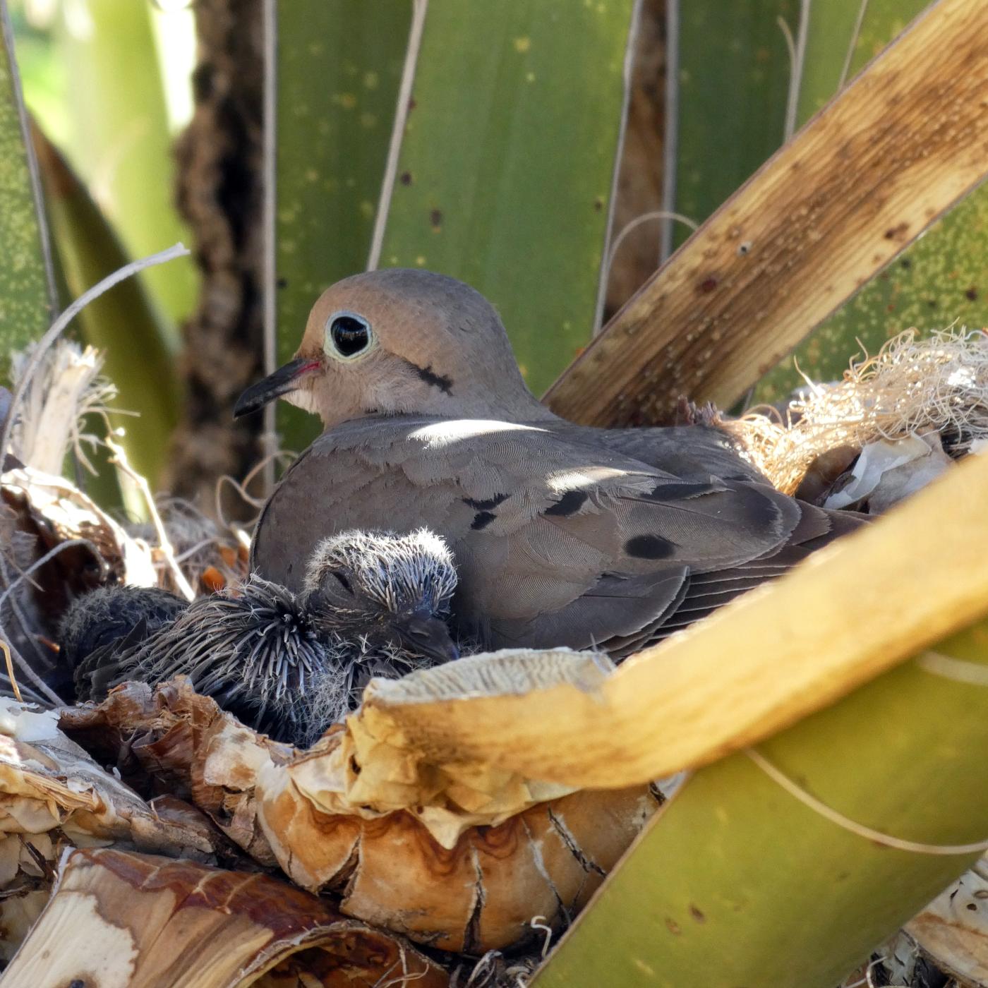 A newborn Dove and his Mama