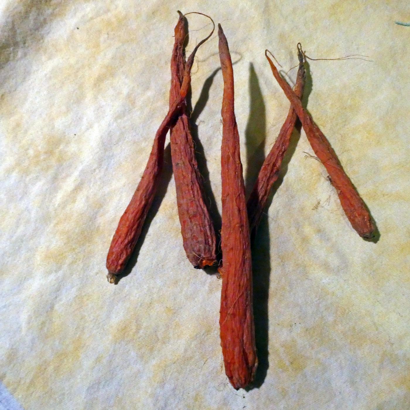 Carrots Past harvest