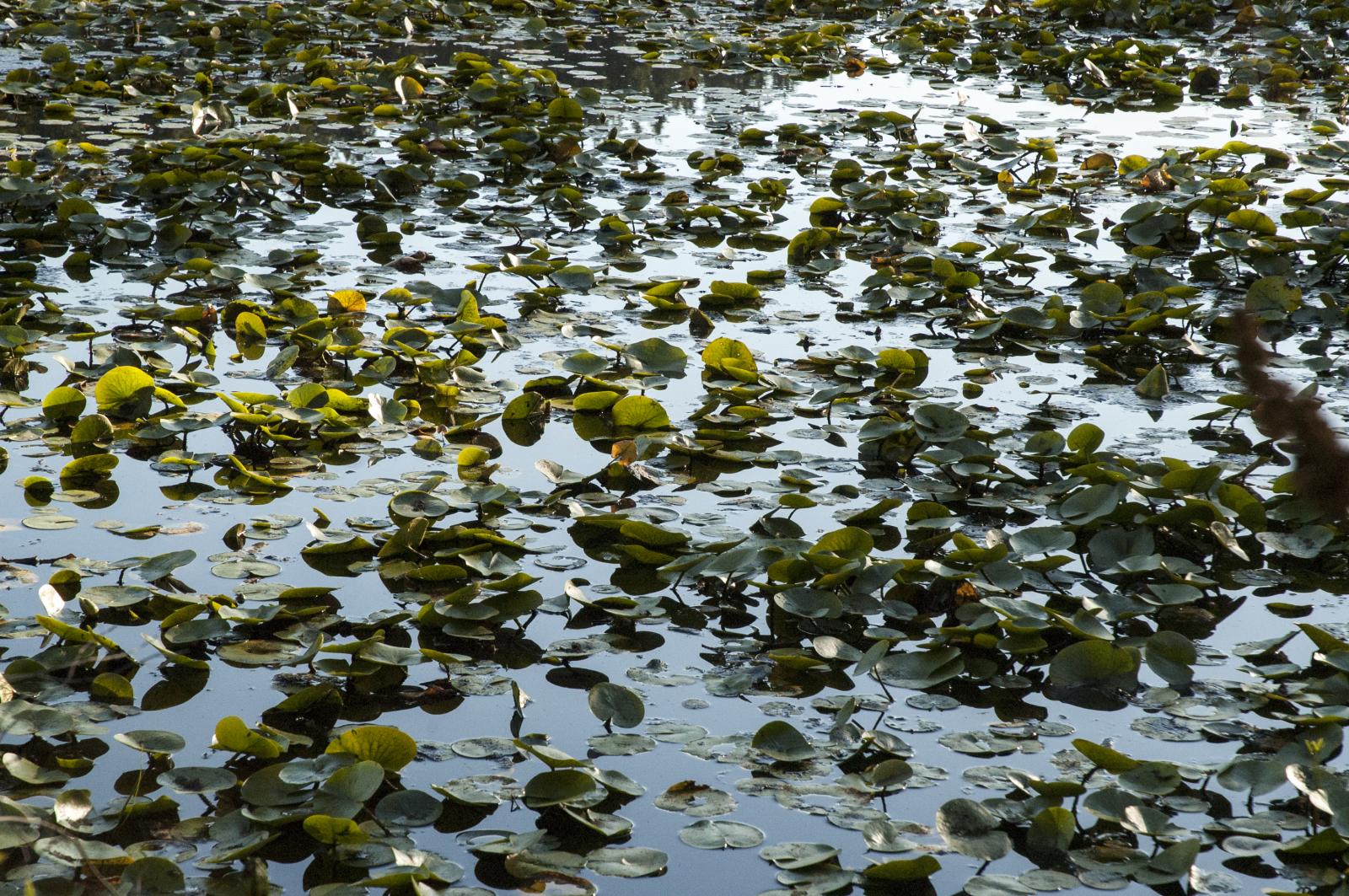 a field of water lillies