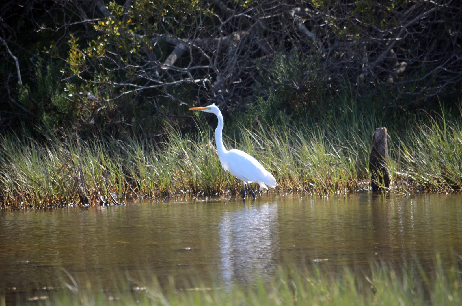 Pure white heron
