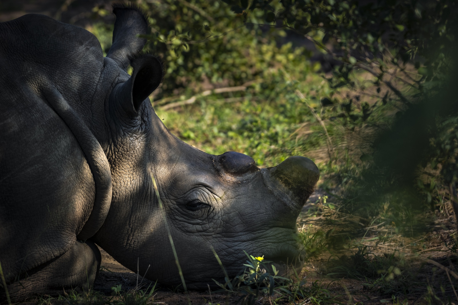 A dehorned southern white rhino...ess animals is greatly reduced.