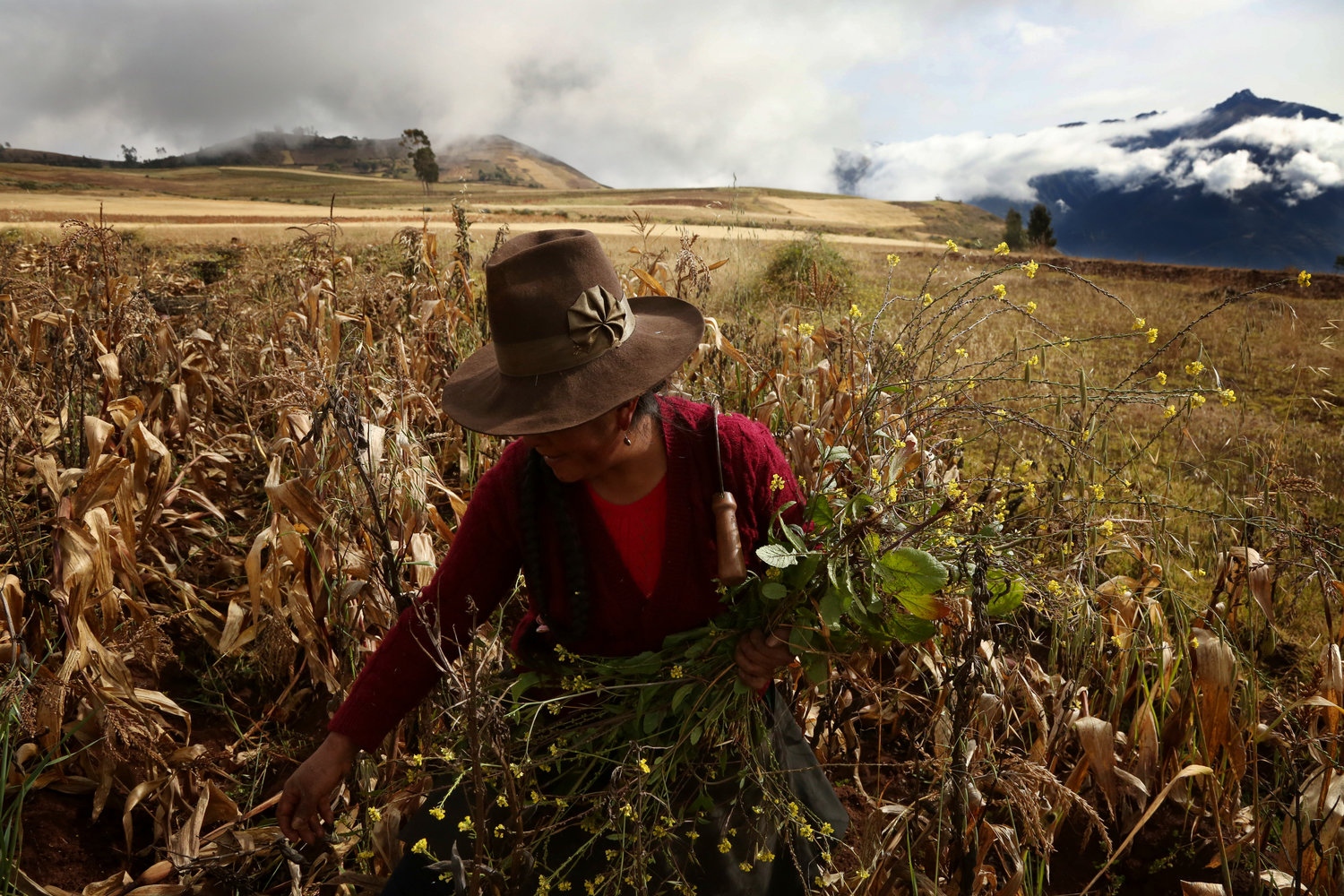 Gregory Corihuman clears weeds ...va beans in Kacllaraccay, Peru.
