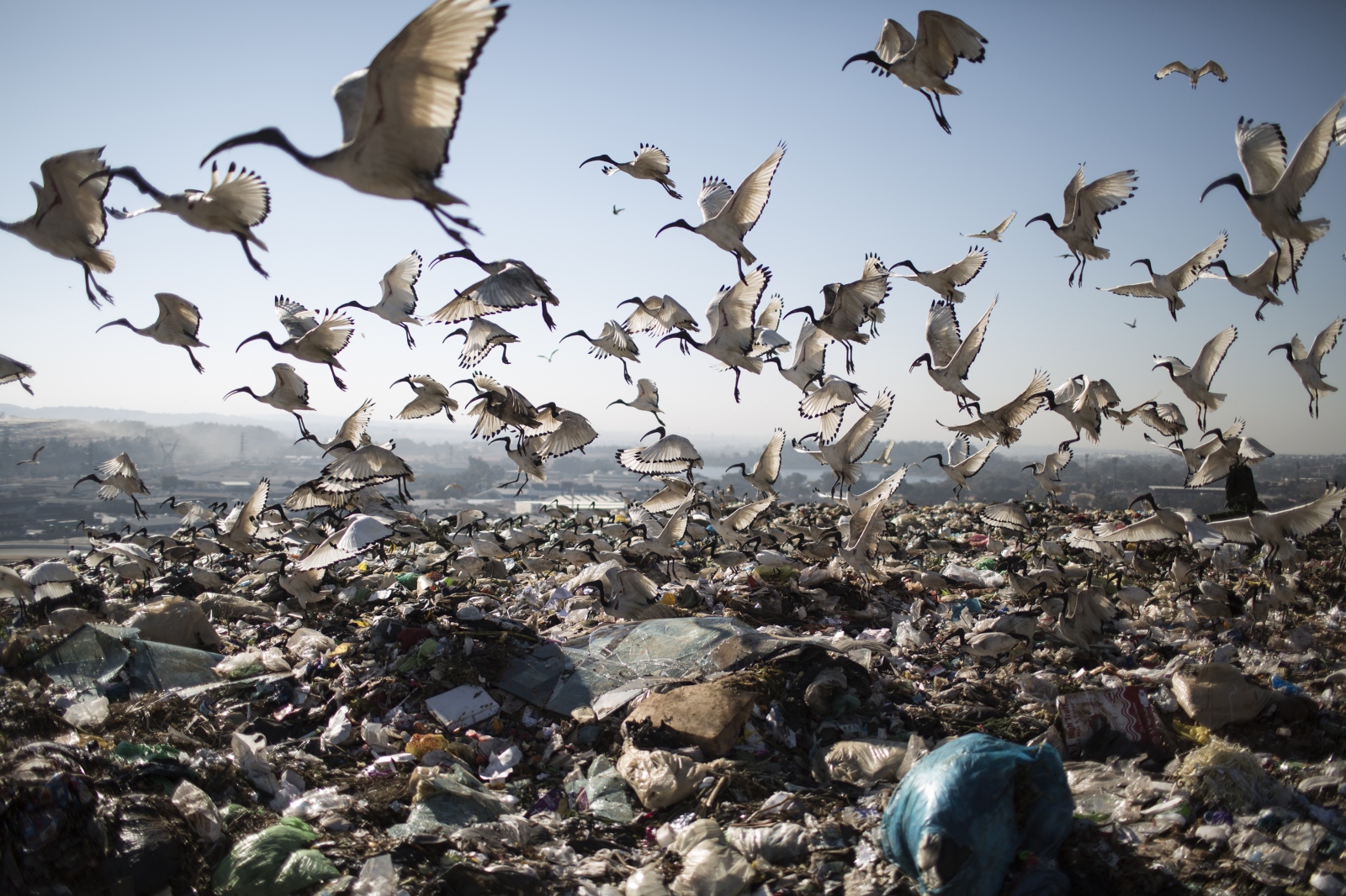 Birds scavenge from the waste a...urg&#39;s largest landfill.