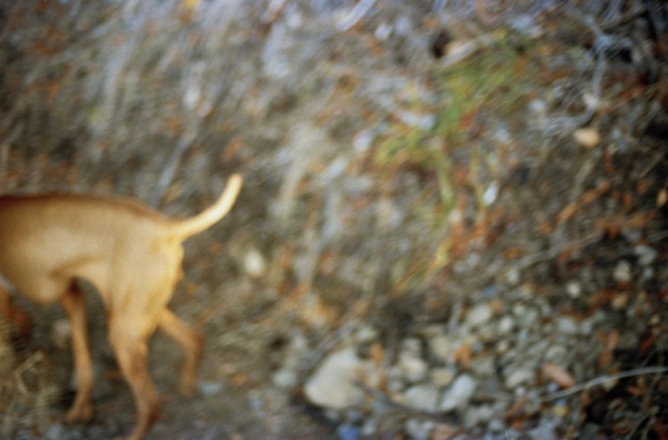 Image from II: For No. 9 - Maggie in the woods, Alpine Ridge, CA