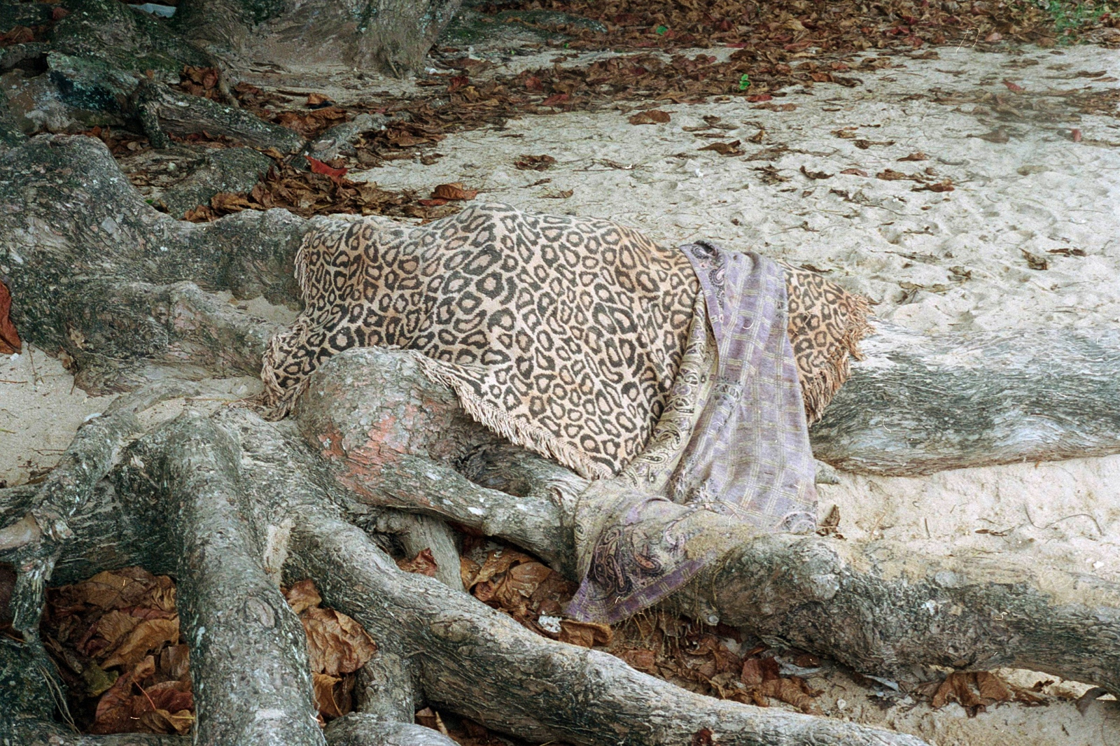 Leopard towel, Hanalei, HI