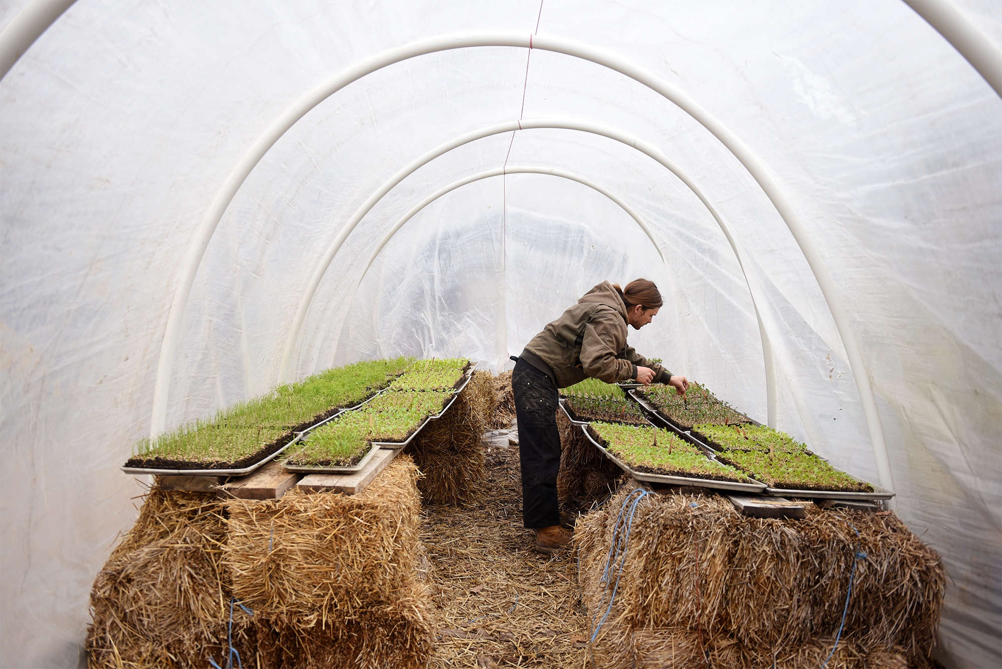 Singles - Tony Minnick checks some of the growing seedlings in the...