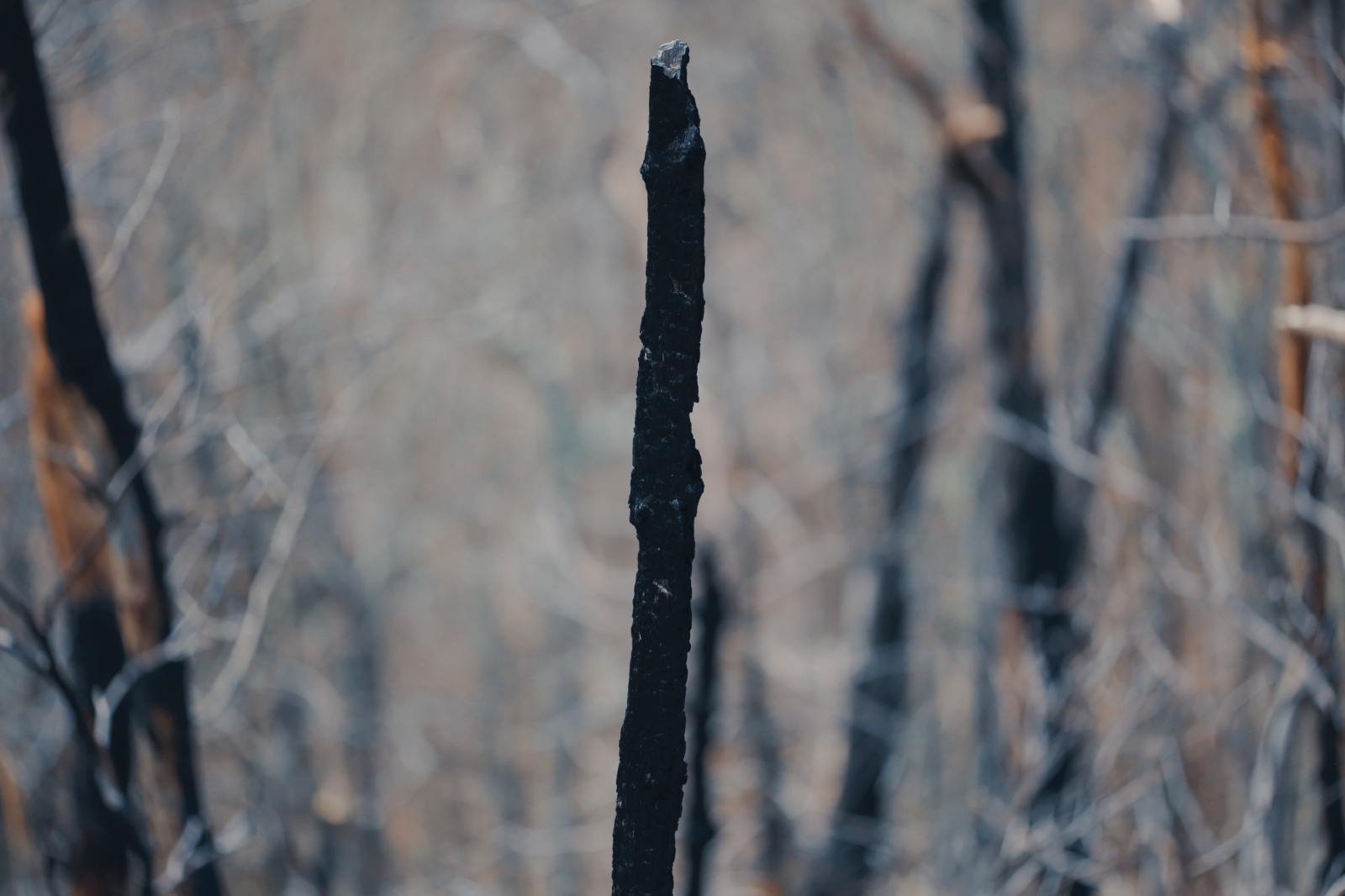 Essay: Fire and Wood - 