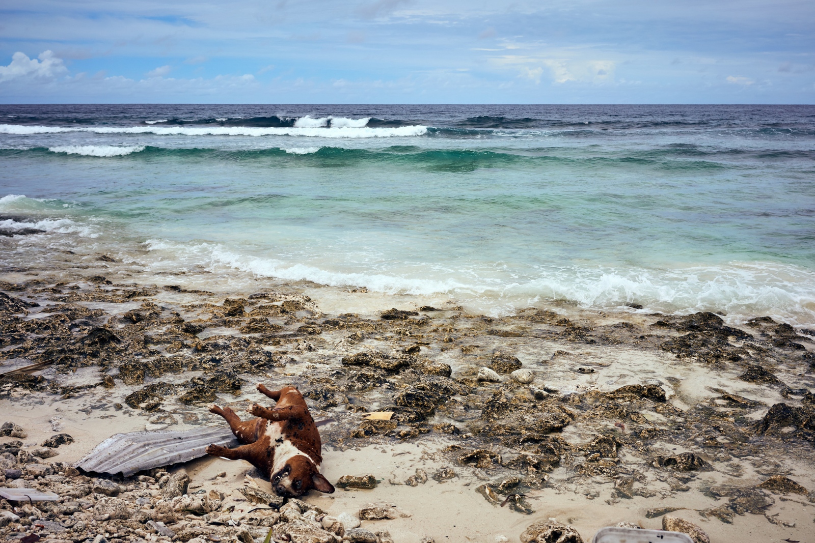 A dead dog on the coast of Fongafale.