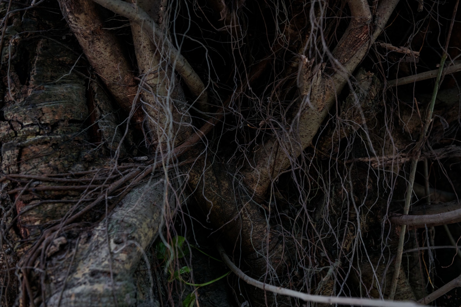 Tangled roots on a tree outside Silchar, Assam, India.