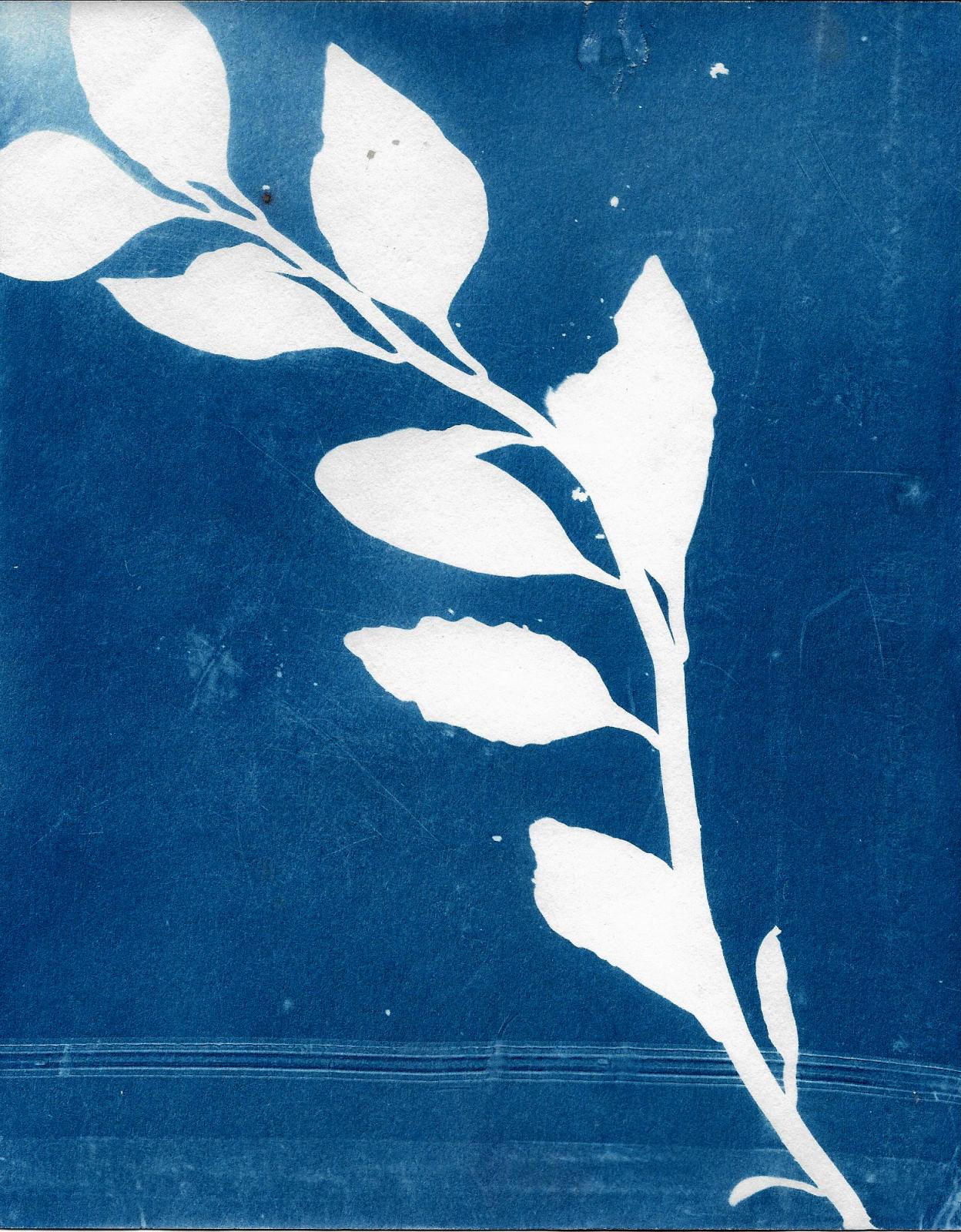 ROSALINA: Traditional Healers in San Basilio Palenque.(ongoing) -   Cyanotypes of healing plants in San Basilio de Palenque...