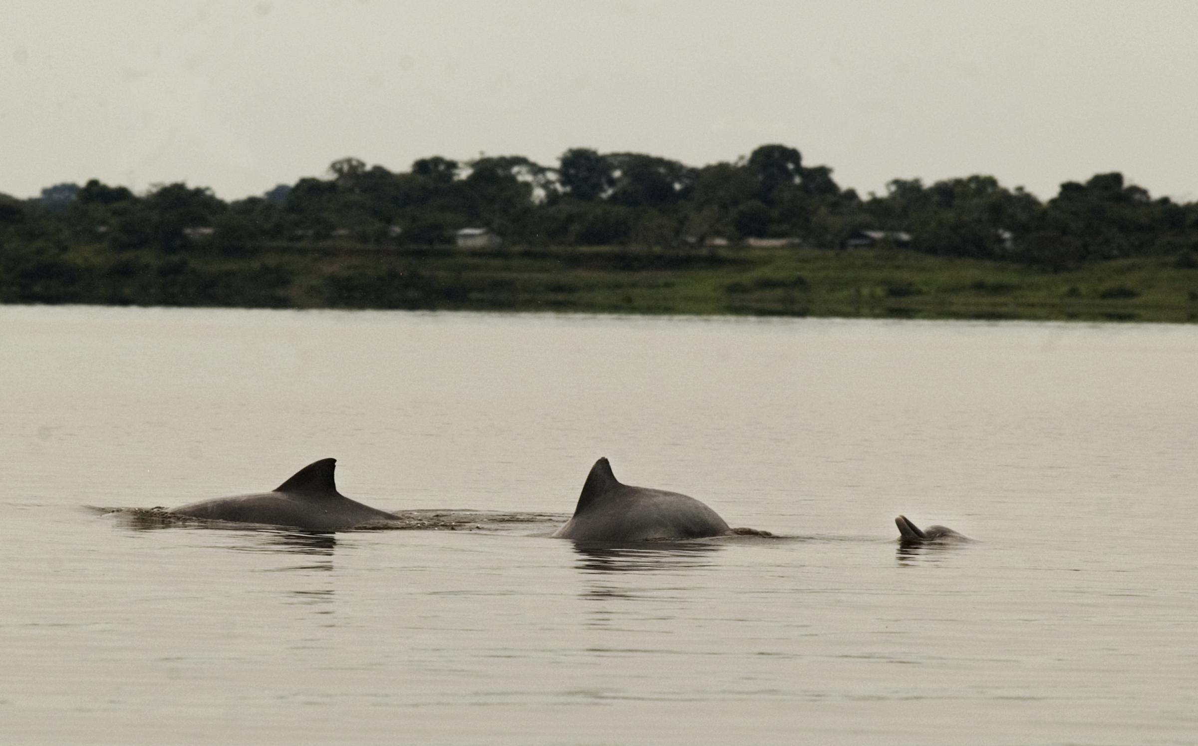 Art and Documentary Photography - Loading delfines_Amazonas15.jpg