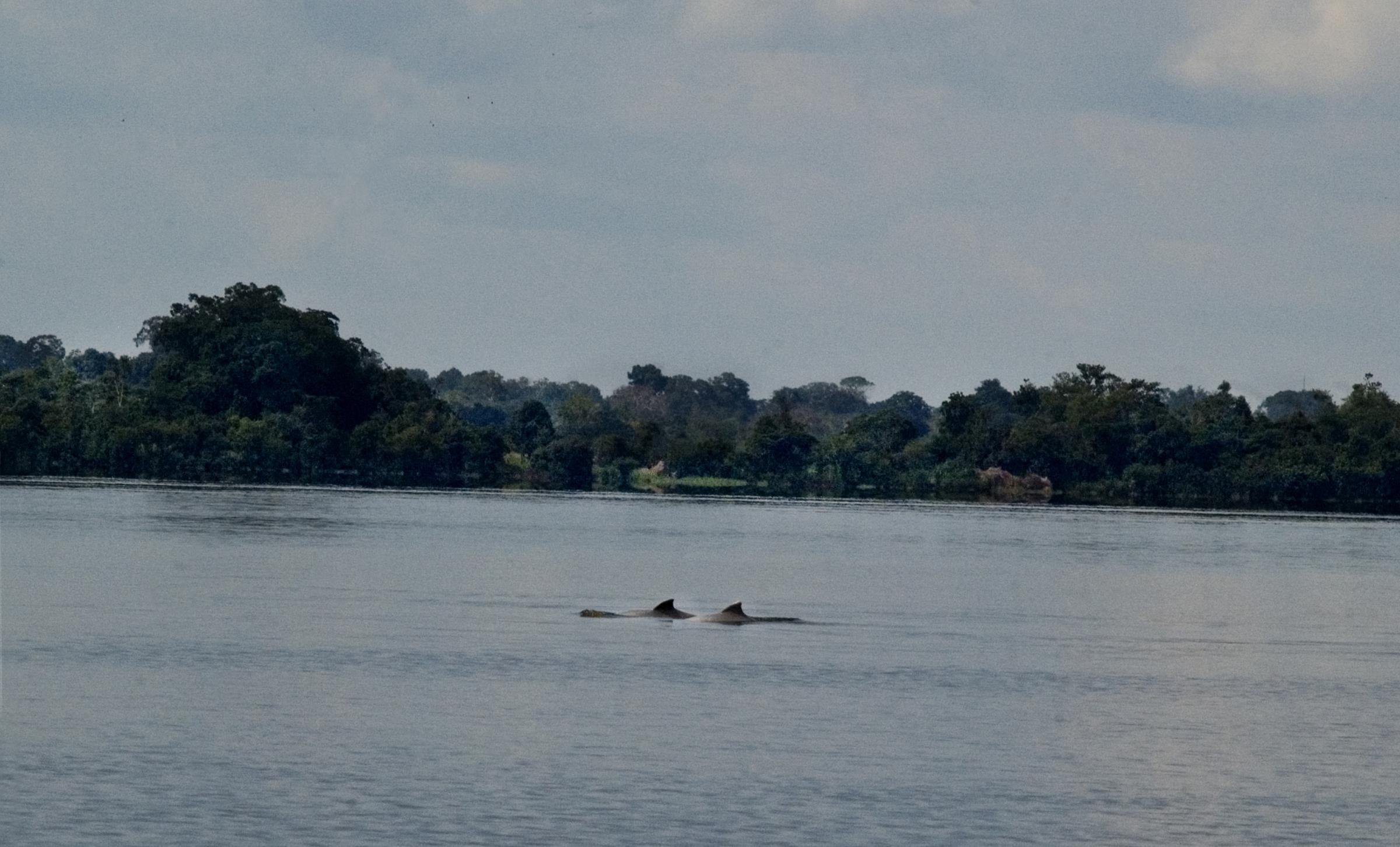 Nature -  Amazonas, Colombia .The Amazon river dolphin, also known...