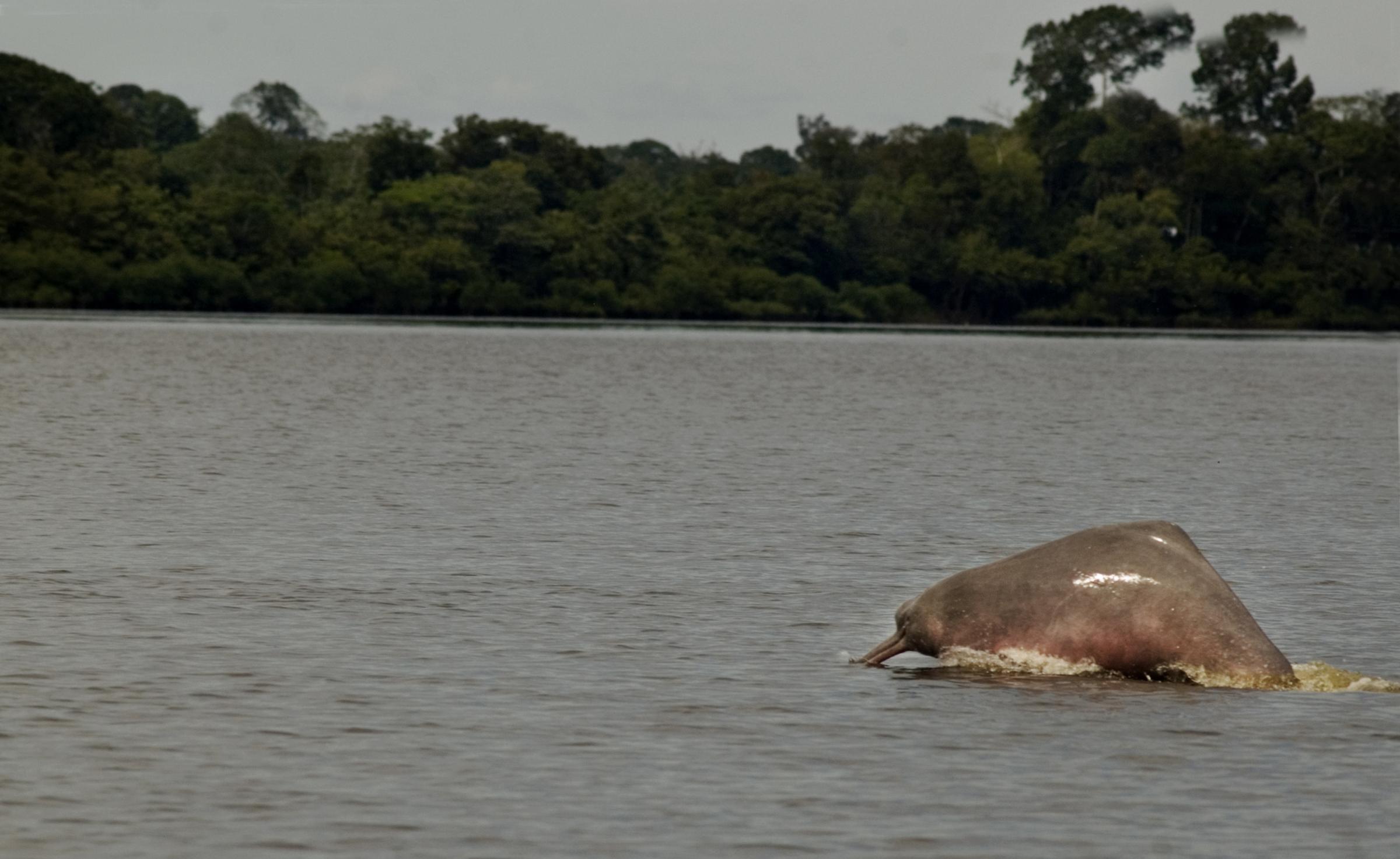 Nature -  Rio Amazonas,Colombia  The Amazon river dolphin is...