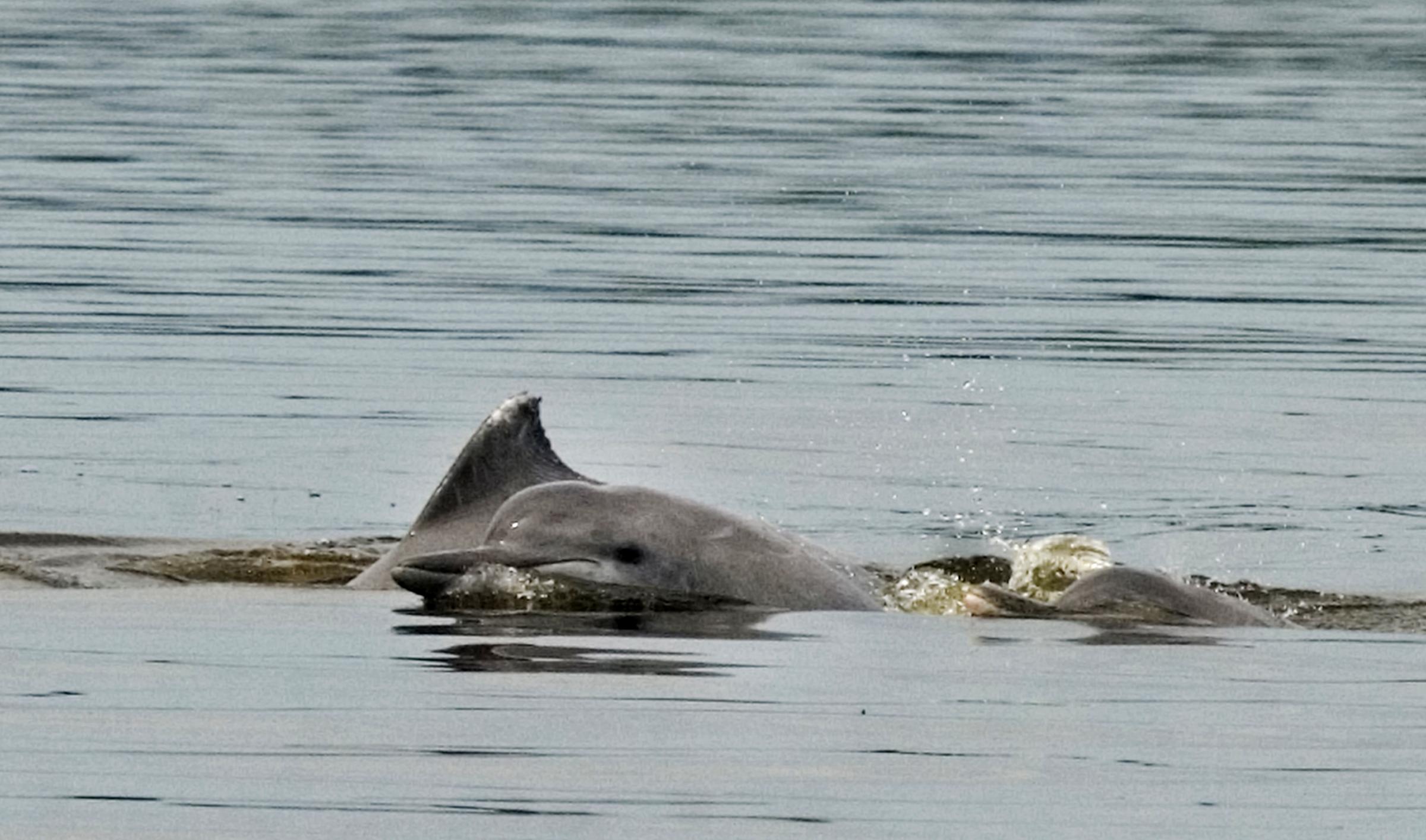 Art and Documentary Photography - Loading delfines_Amazonas03.jpg