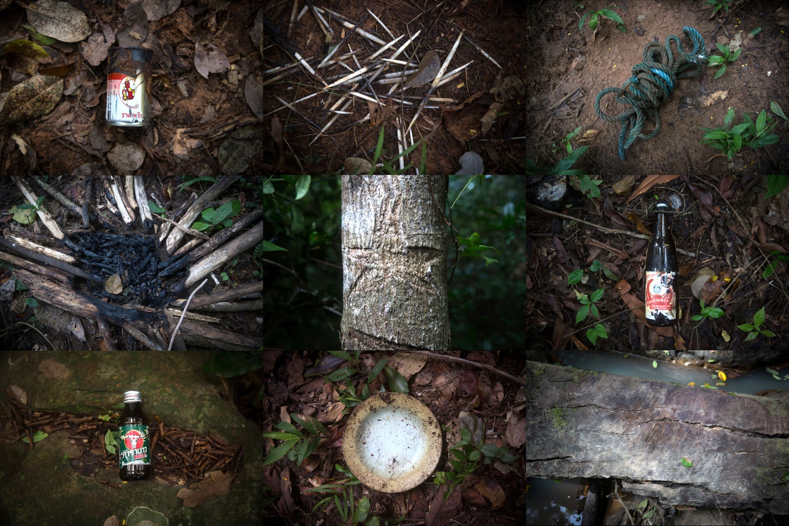 PROTECTING THAILANDS ROSEWOOD - Throughout the forests, rangers look for clues of recent...