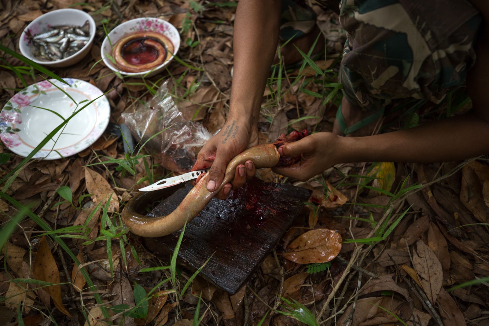 PROTECTING THAILANDS ROSEWOOD - A forest ranger guts an eel caught by the rangers in a...