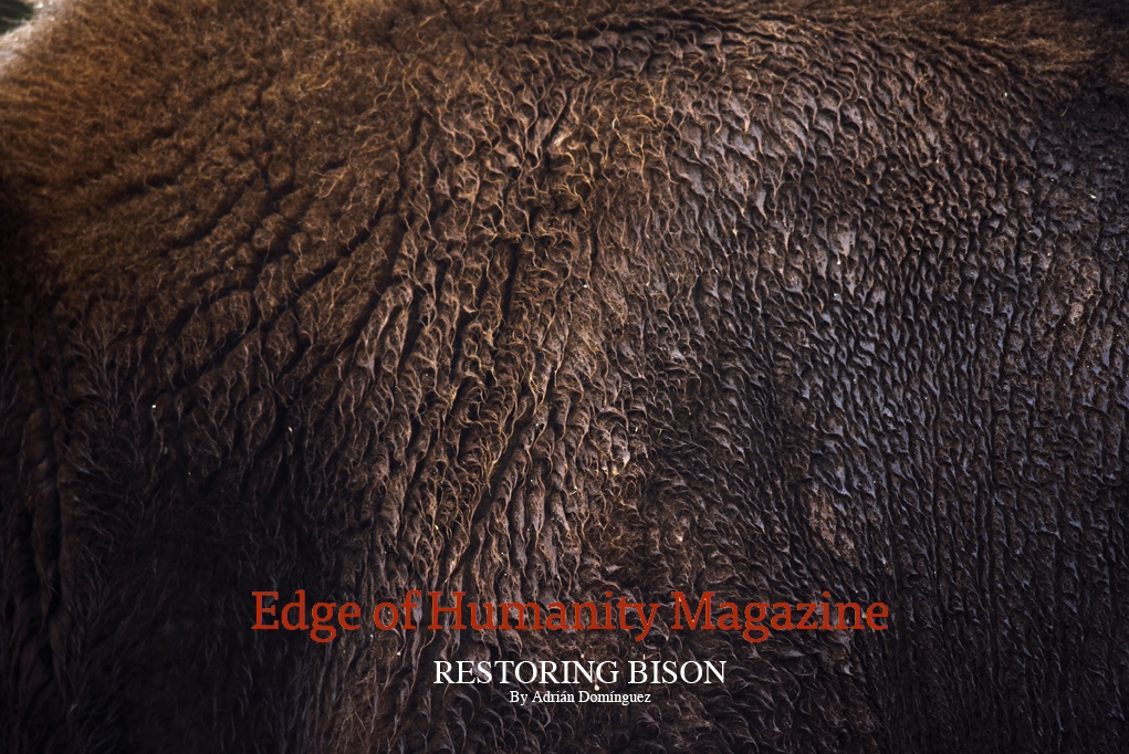 Thumbnail of Restoring Bison for Edge Of Humanity Magazine