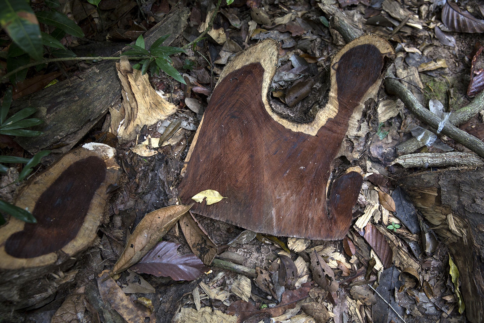 THAILAND'S FOREST RANGERS - A piece of rosewood discarded by Cambodian loggers before...