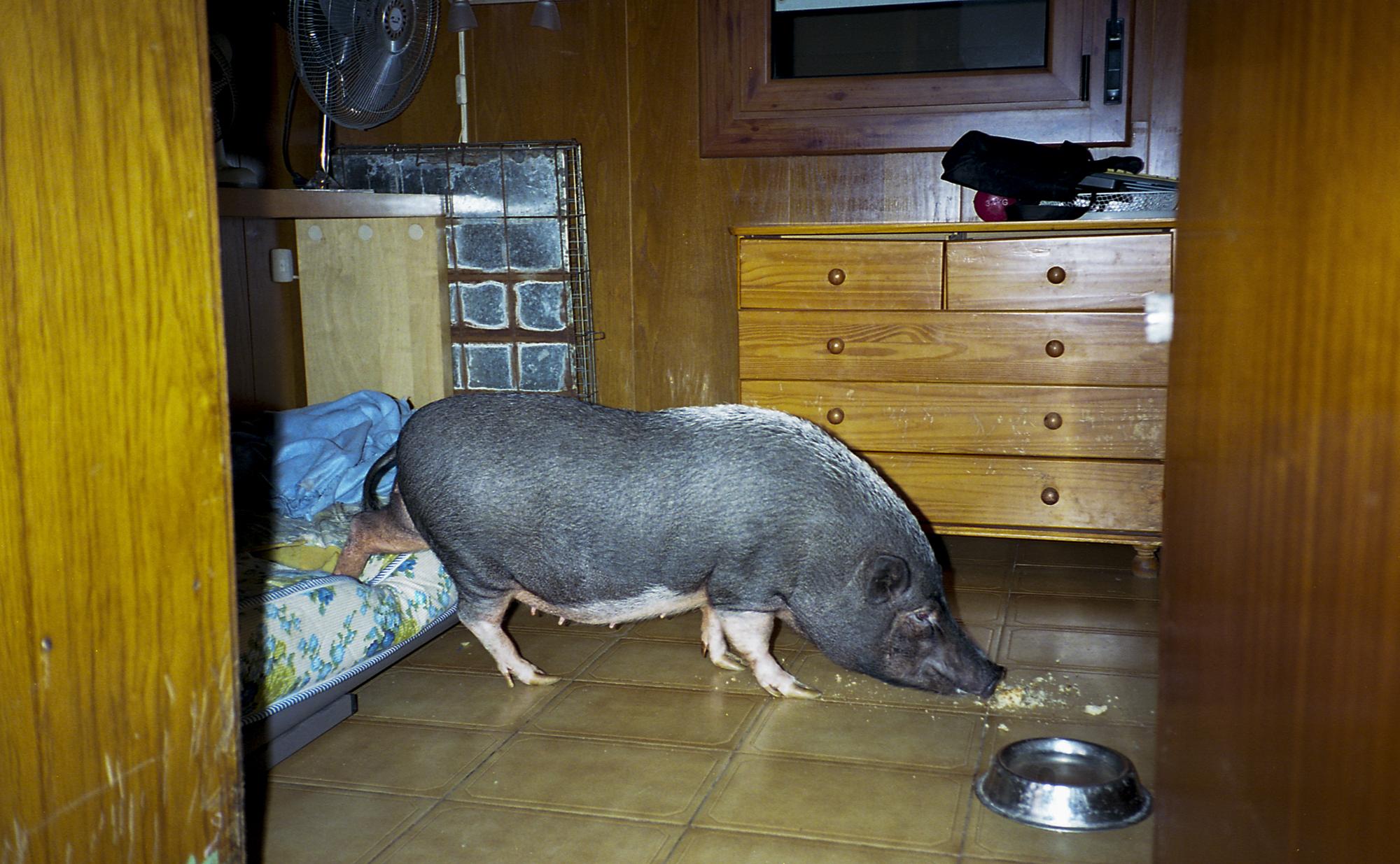 Porky the pig meanders accross the room to eat her dinner. Porky occupies a whole room in...
