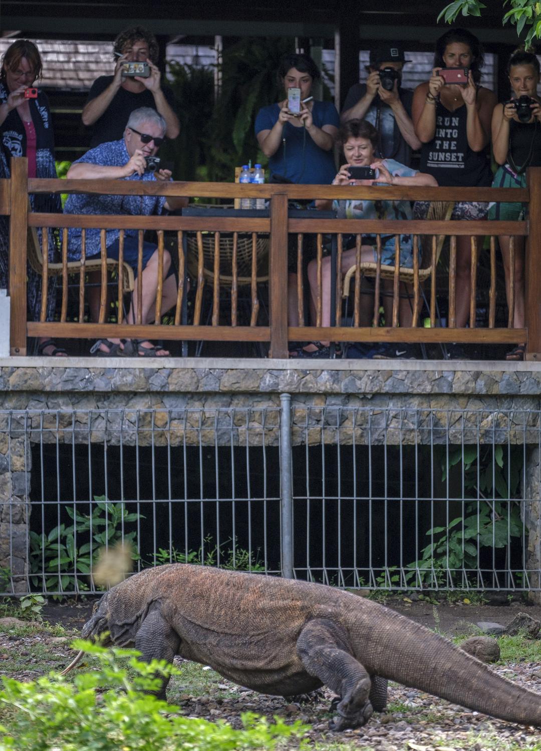 Indonesia -   Caged tourists crowd to snap photos of a free roaming...