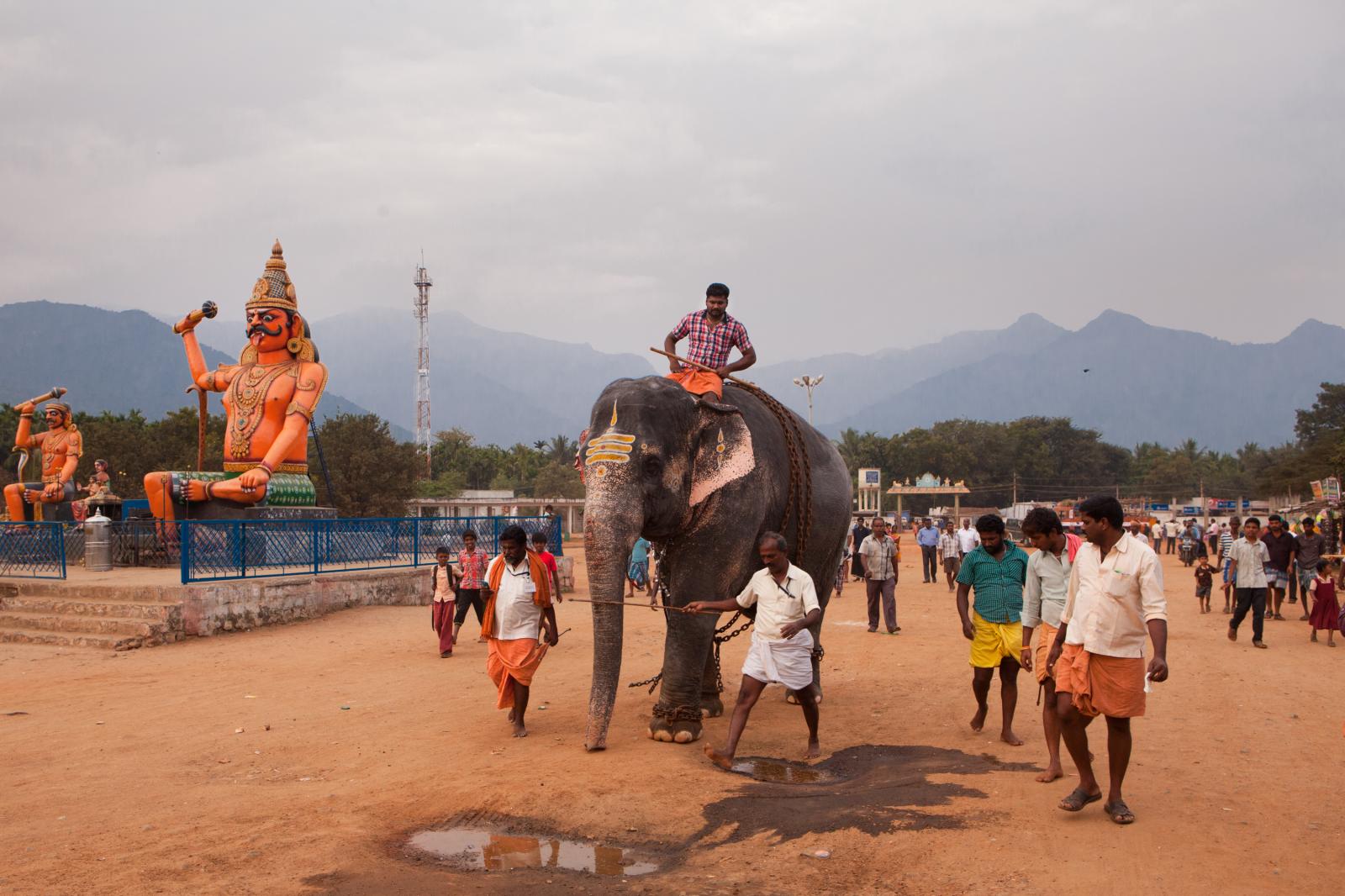 Temple elephant rejuvenation camp-DER SPIEGEL 