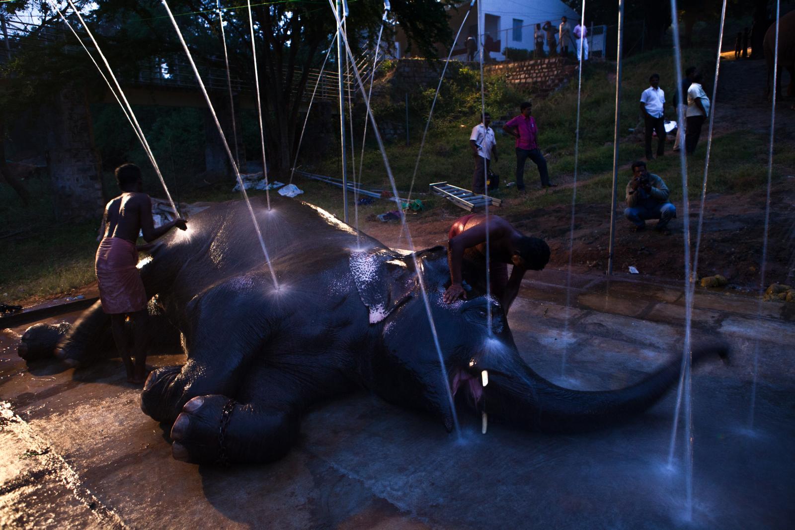 Image from Temple elephant rejuvenation camp-DER SPIEGEL 