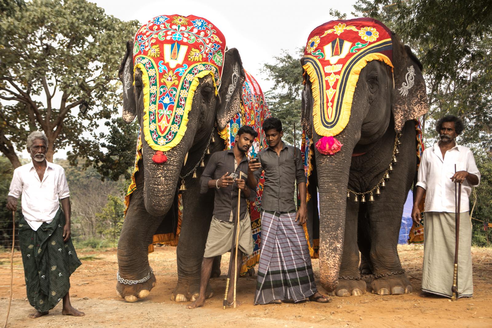 Temple elephant rejuvenation camp-DER SPIEGEL  - 