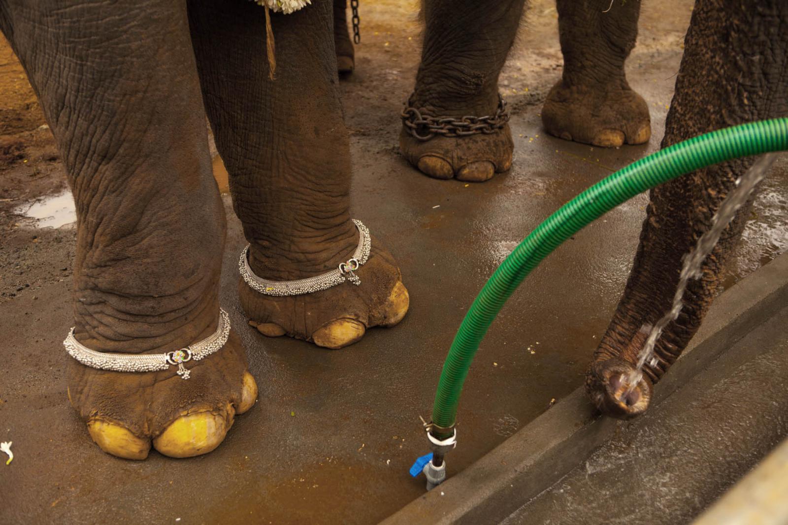Image from Temple elephant rejuvenation camp-DER SPIEGEL 