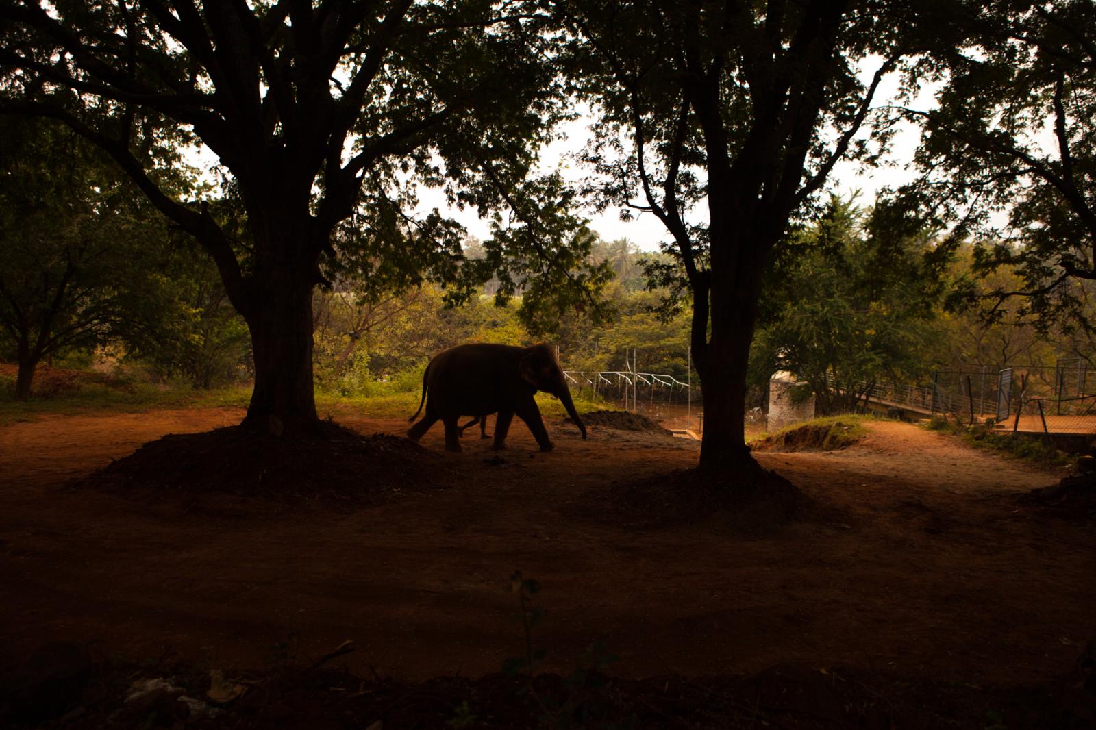 Temple elephant rejuvenation camp-DER SPIEGEL  - 