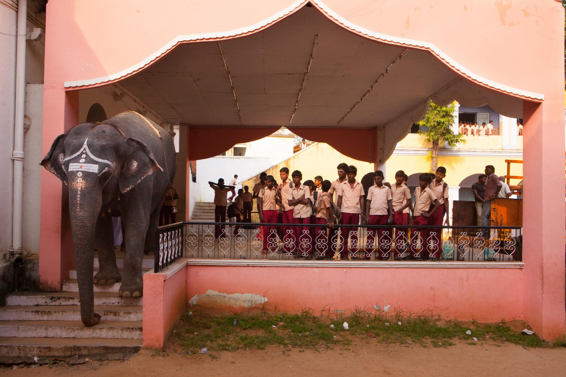 Temple elephant rejuvenation camp-DER SPIEGEL 