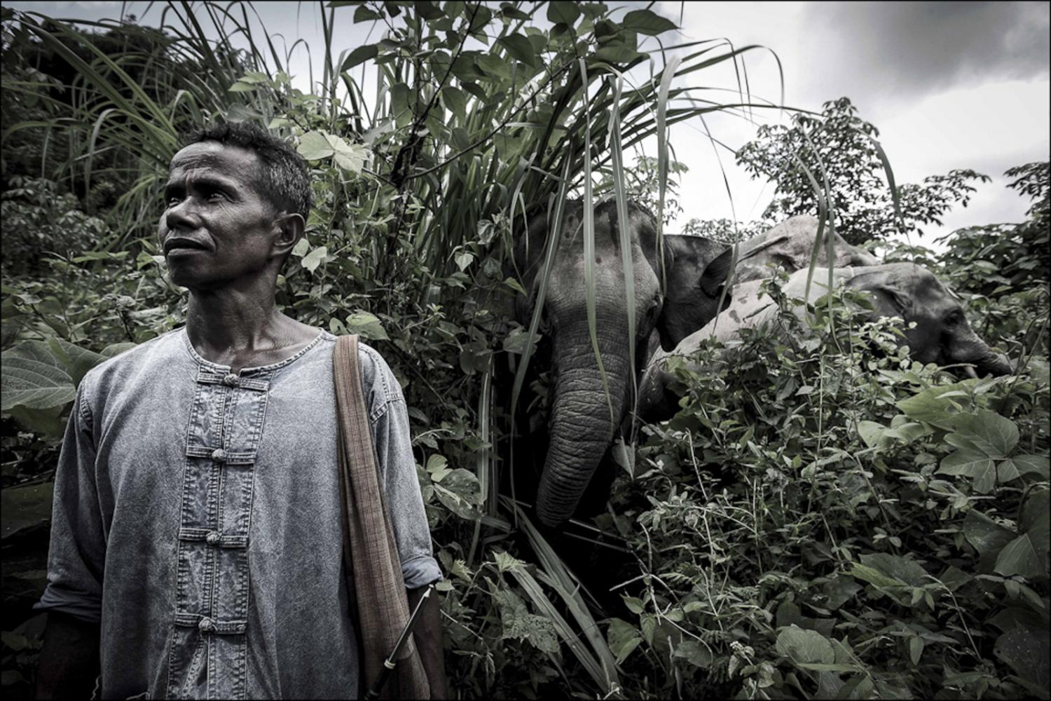 Image from Mahouts & The Vanishing Giants -   Mahout Lor with elephants Pang Tong, Lom & Mee Chok...