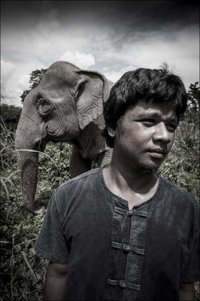 Mahouts & The Vanishing Giants -   Mahout Dong with elephant Pang Suai (Miss Beutifull) at...