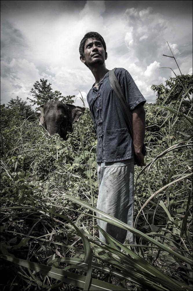Image from Mahouts & The Vanishing Giants -   Mahout Nen with elephant Pang Dow at Boon Lotts...