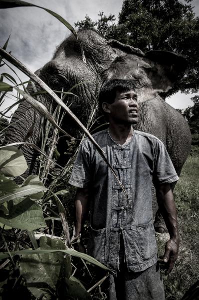 Image from Mahouts & The Vanishing Giants -   Mahout Loy with his elephant Wassana. "They...