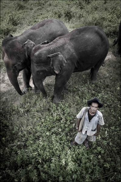 Image from Mahouts & The Vanishing Giants -   Mahout San with elephants Tong Yui and Bong Beng at...
