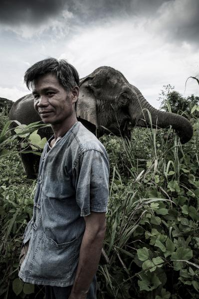 Mahouts & The Vanishing Giants -  Mahout Som Chai with his elephant Pang Noi (Little Miss)...