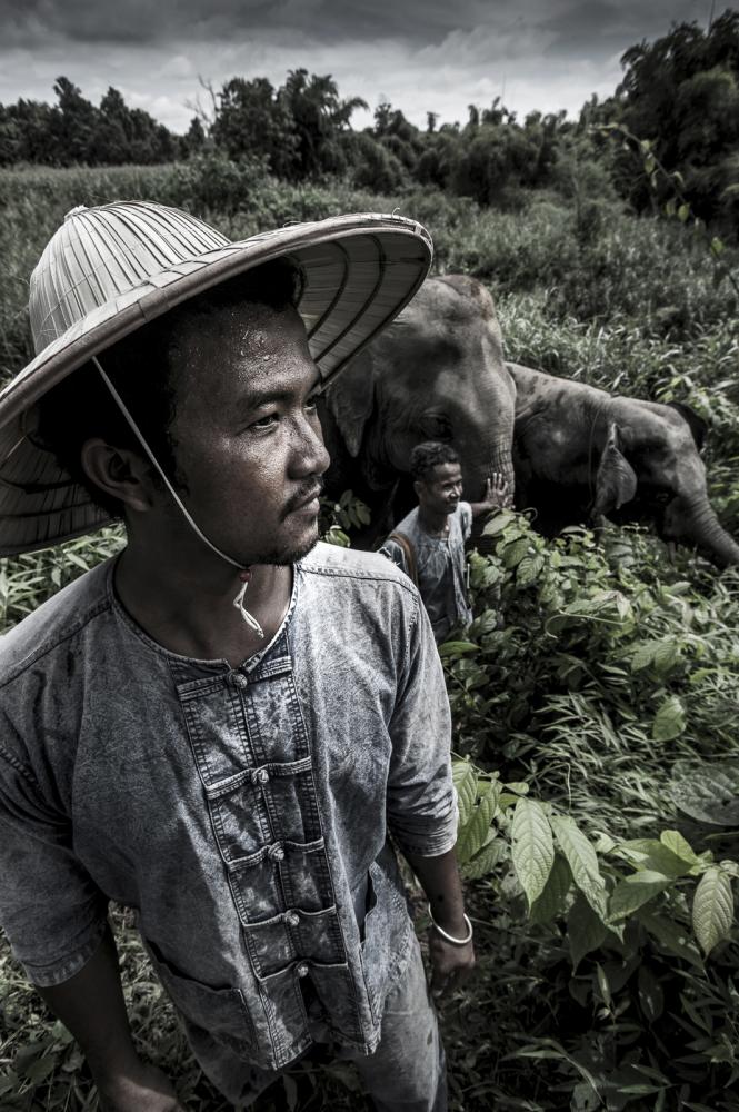 Image from Mahouts & The Vanishing Giants -   Mahouts Don & Lor with Pang Tong & Mee Chok at...