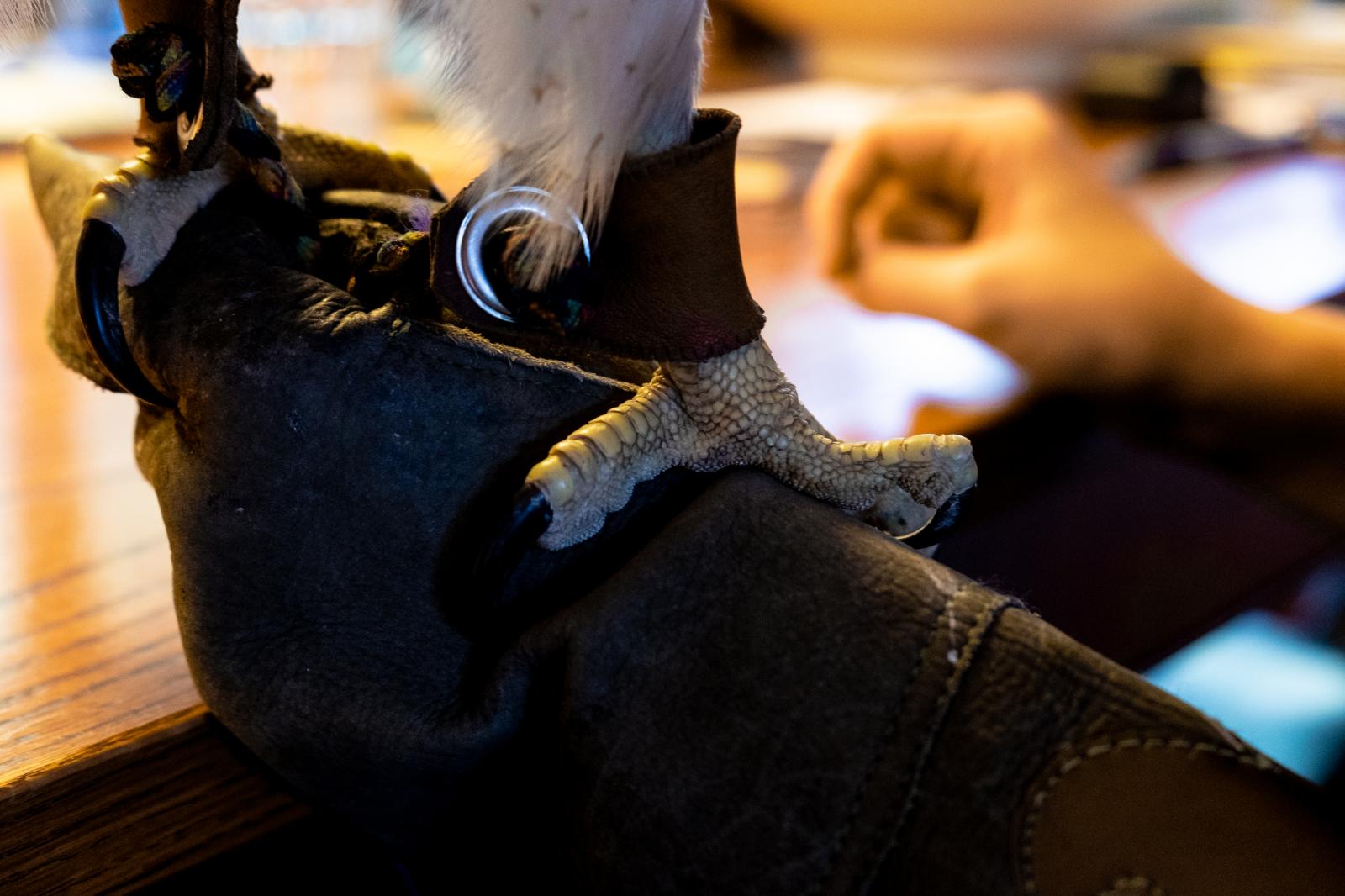 Falconer's Apprentice Michele Abercrombie Visual Editor