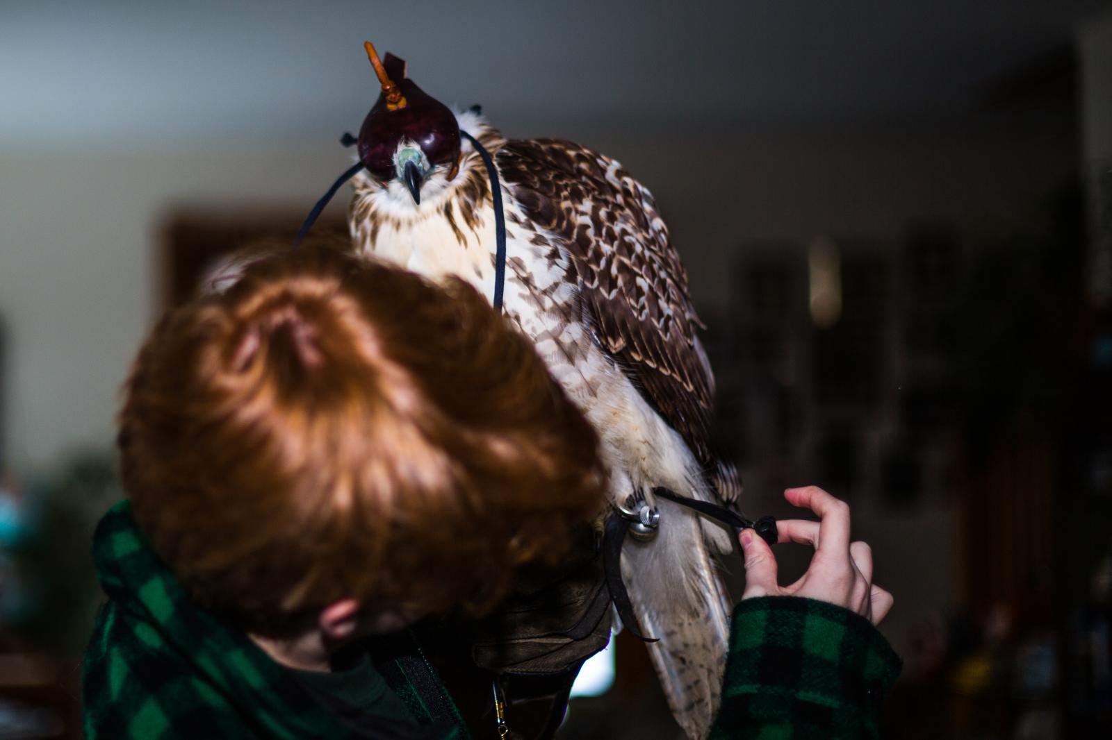 Falconer's Apprentice Michele Abercrombie Visual Editor