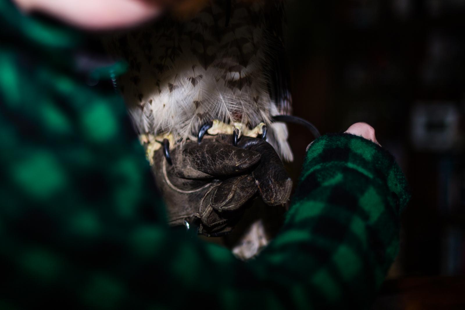 Falconer's Apprentice Michele Abercrombie Visual Editor