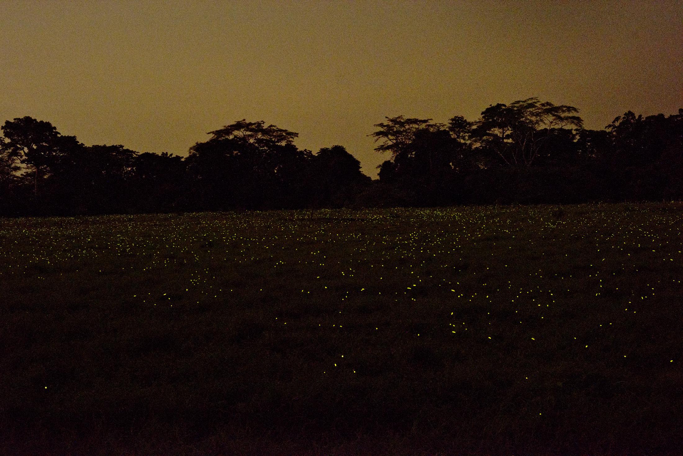 ROSALINA: Traditional Healers in San Basilio Palenque.(ongoing) -  Green field covered with fireflies in San Basilio de...