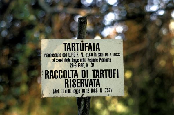 Truffle Hunters, Italy - 