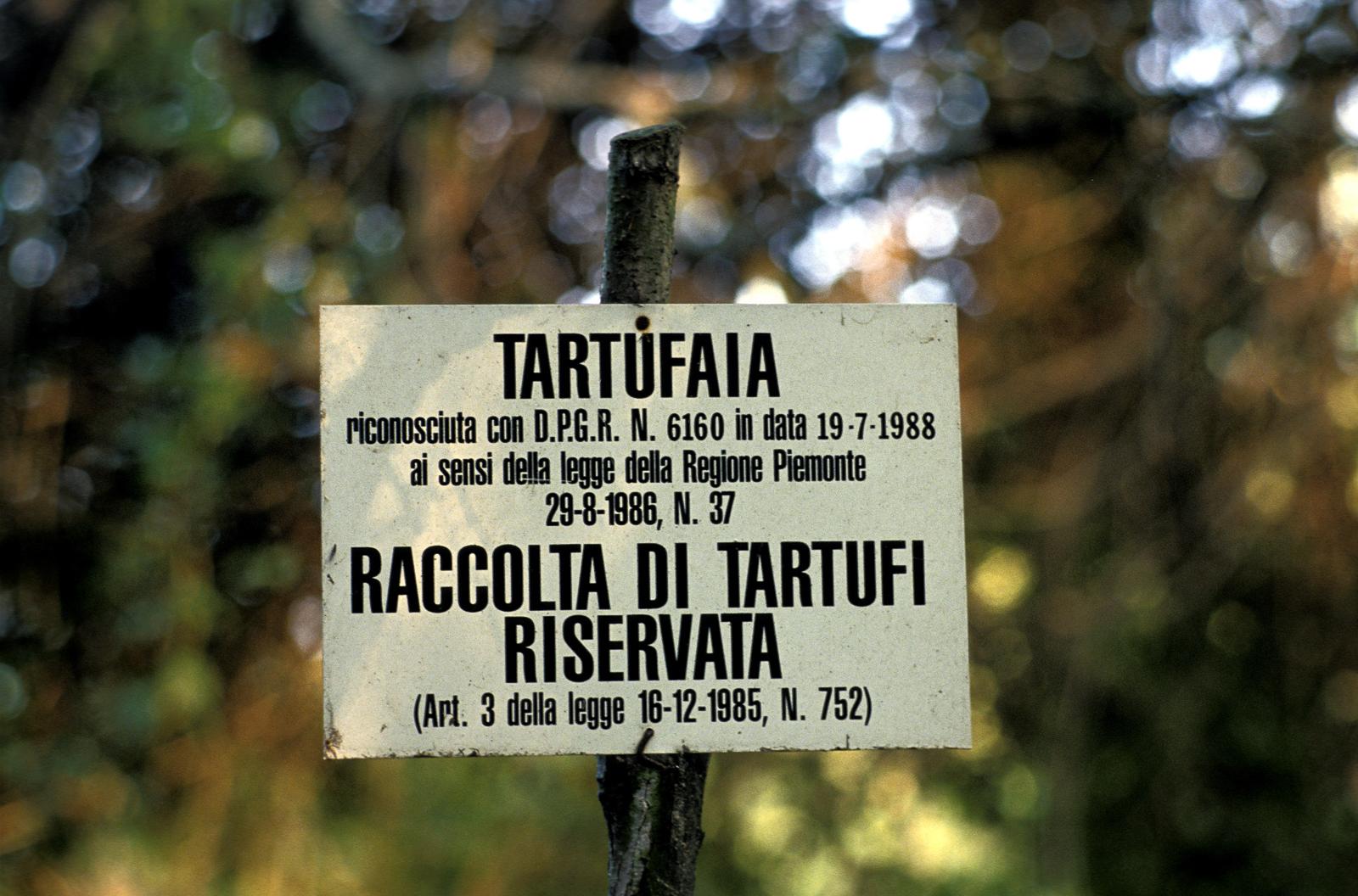 Truffle Hunters, Italy