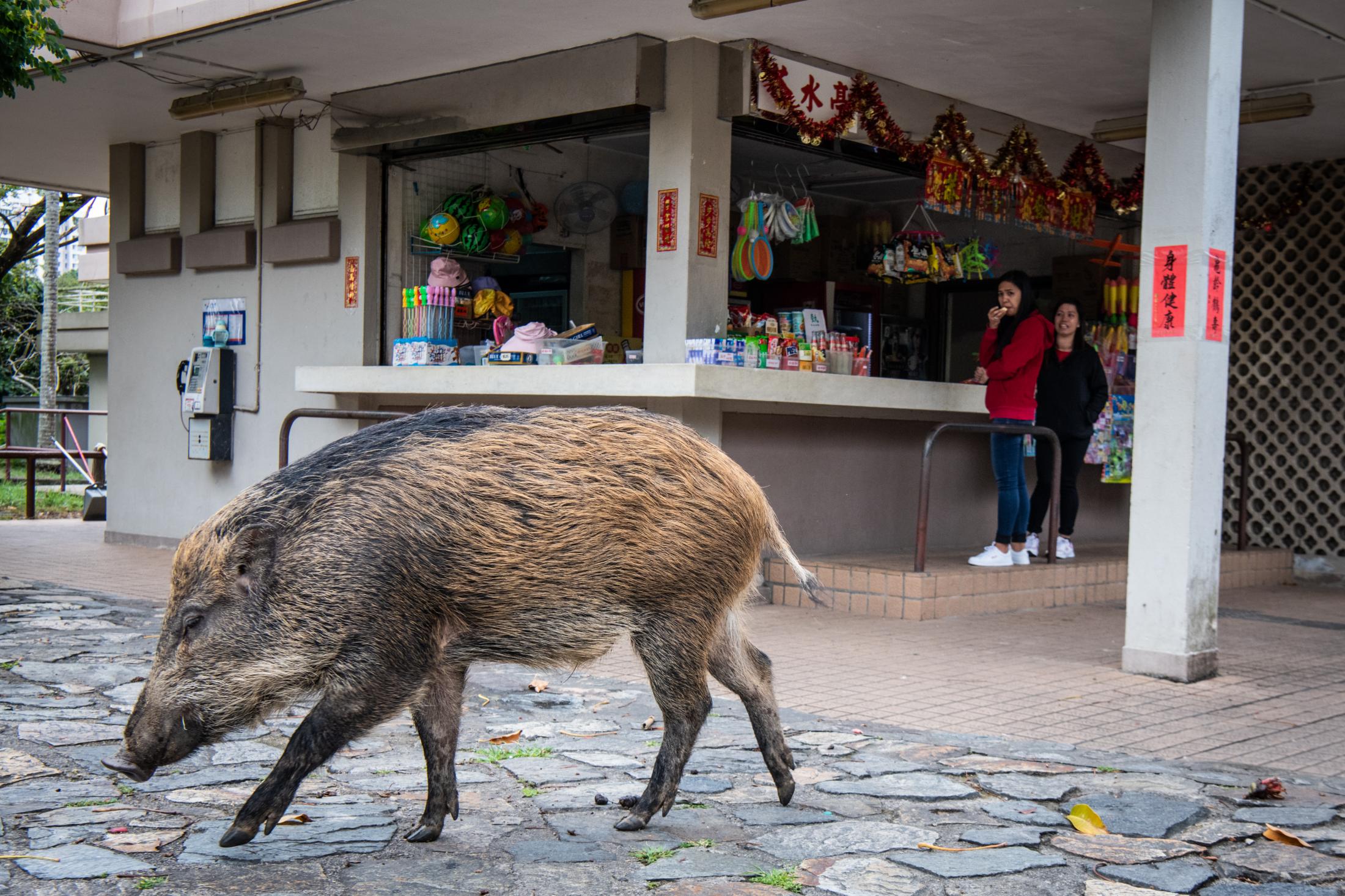 Hong Kong's Wild Boar Problem - 