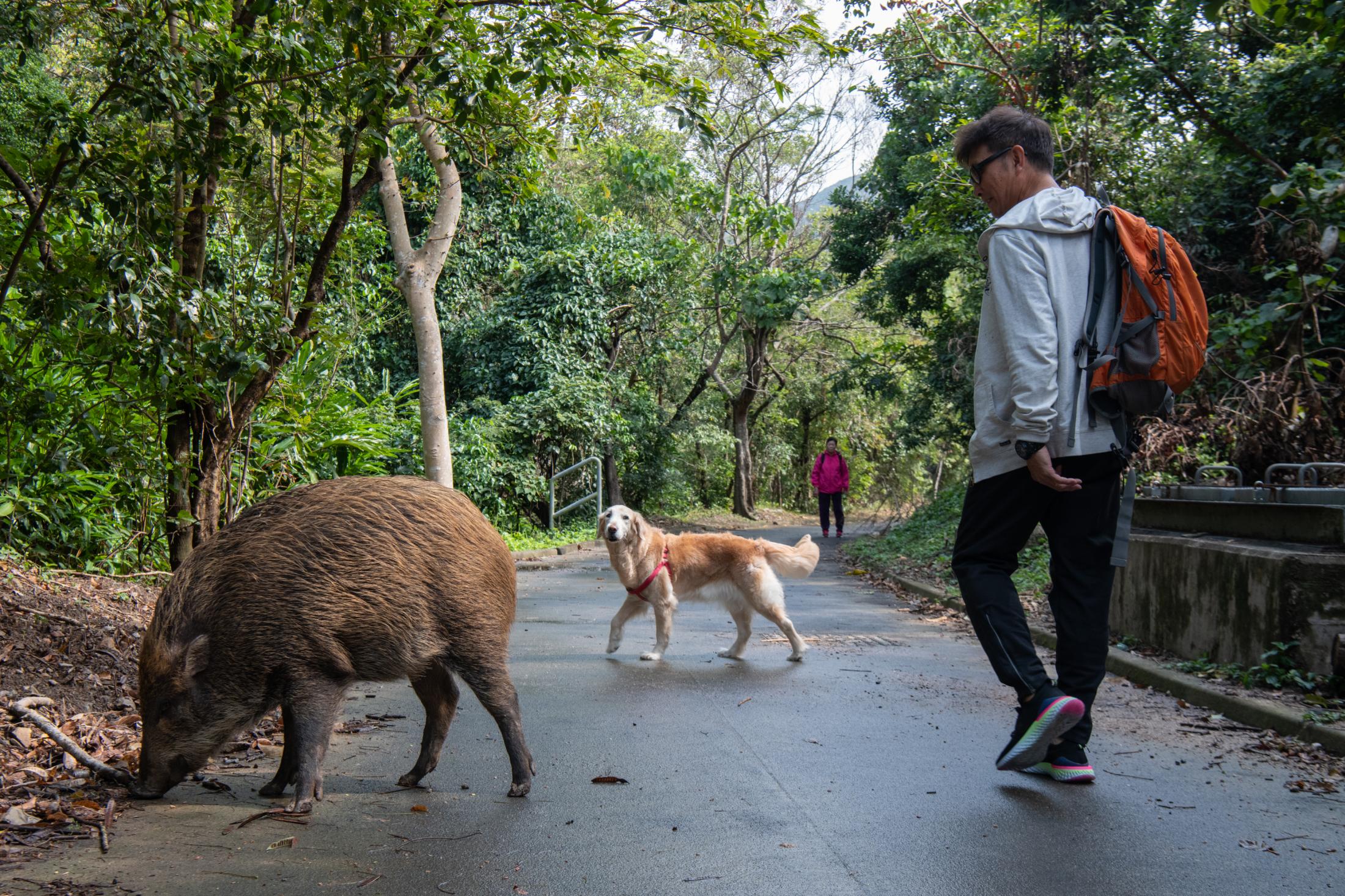 Hong Kong's Wild Boar Problem - 