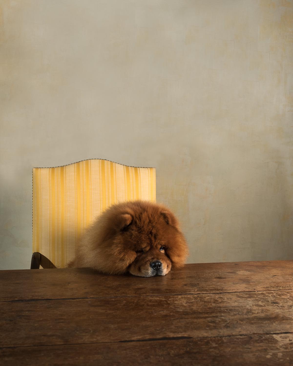 Giving Grace - Ch. Domino I'm The Boss: Chow Chow AKA: Buster,...