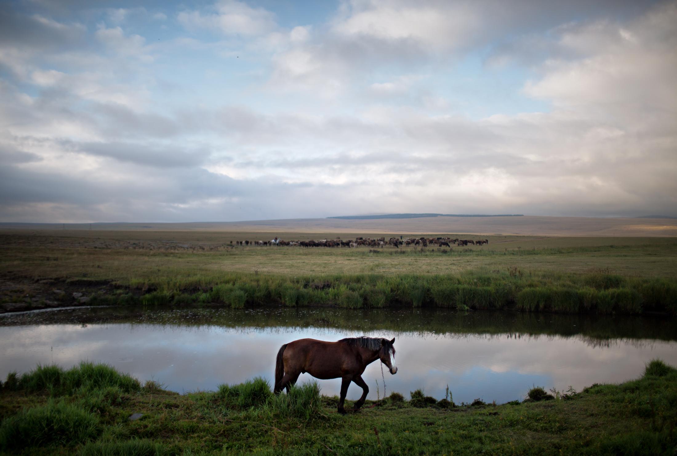 Living in Gorelovka - A horse roams by a small lake near the Village of...