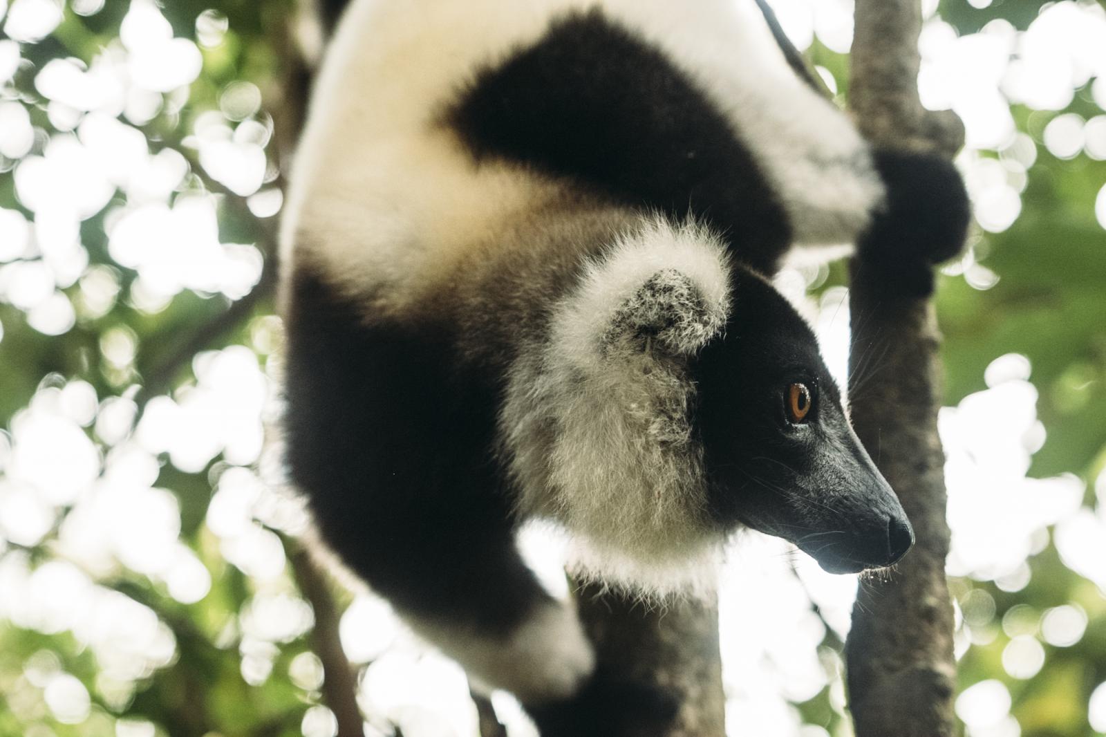 Imagining a Future Without Wildlife in Madagascar